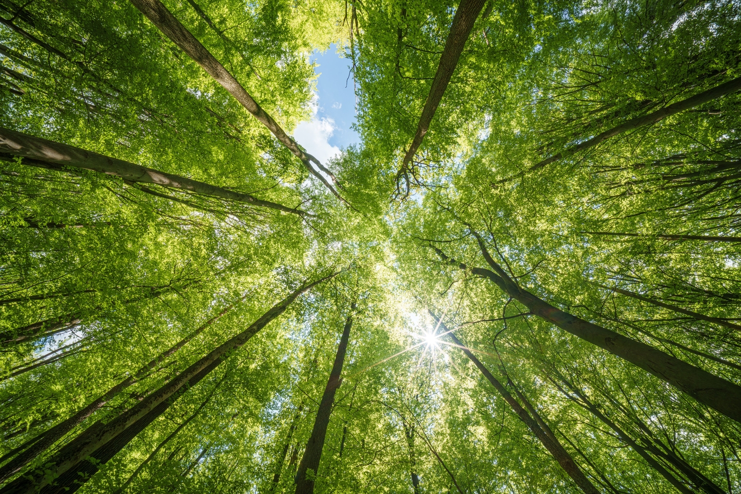 Biodiversitet og naturbaserede løsninger til datacentre: udviklings- og driftsstrategier